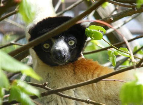 10 Amazing Animals Found Only In Madagascar The Mysterious World