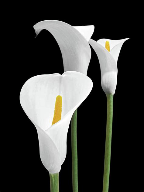 White Calla Lilies Photograph By Gill Billington Pixels