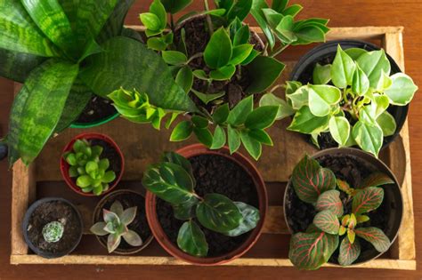 Winter Houseplant Care Tips For Lighting Watering And More