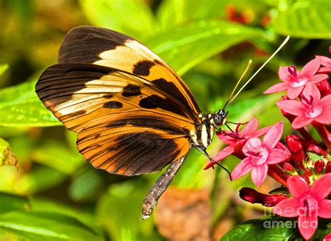 Tiger Mimic Butterfly Photograph By Millard H Sharp Fine Art America