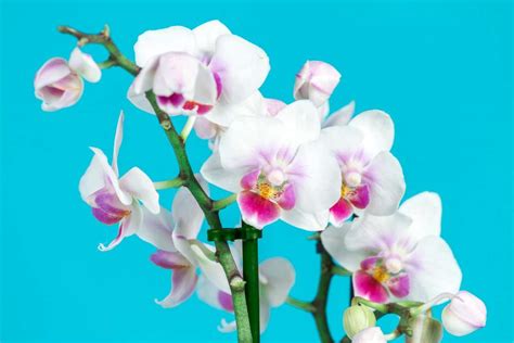 Indoor Orchid Care — Your Complete Guide Indoor Gardening