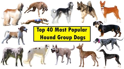 Top 40 Hound Group Dog Breeds Youtube