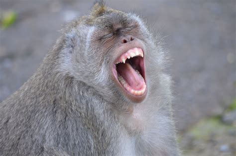 Crazy Monkey Chunky Monkey Gorilla Crazy Smile Animals Youre