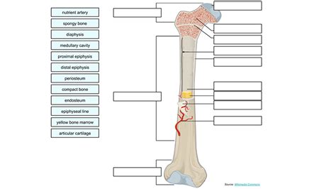 Skeleton anatomy scheme with greater tubercle, deltoid tuberosity, medial epicondyle, trochlea and other parts. Label a Long Bone