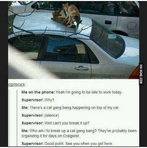 Cat Gangbang 9gag