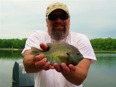 May Fly Fishing Bluegill On The Fly Current Works Guide Service