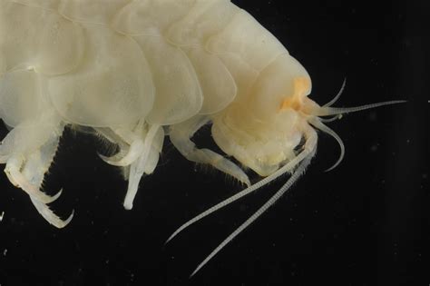 Scientists Discover New Species In One Of Worlds Deepest Ocean