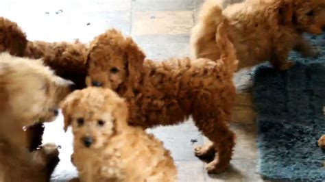 Meet mary czewski, an elite breeder serving the puppy community from richmond, michigan. Miniature Labradoodle Puppies For Sale - YouTube