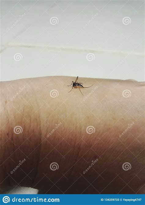 Mosquito Biting In The Arm Of A Person May Be Sick Stock Image Image