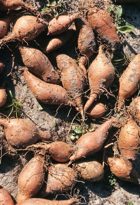 Sweet Potato Roots