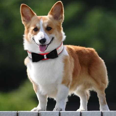 These pembroke welsh corgi puppies are friendly & energetic. Premium dog collar with bling bow tie design! Premium ...