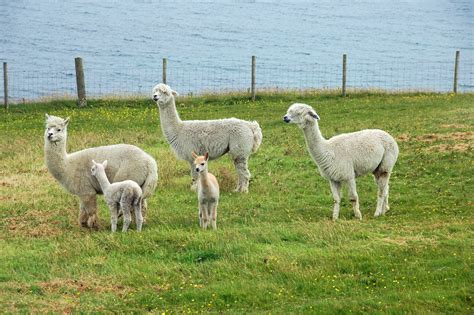 Llamas Near Loch Indaal Isle Of Islay Islay Pictures Photoblog