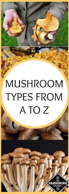 14 Best Outdoor Life Images Edible Mushrooms Fungi Mushroom Hunting