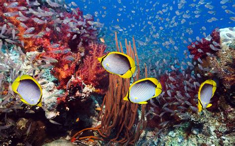 Wallpaper Animals Sea Nature Underwater Coral Reef 1920x1200 Px