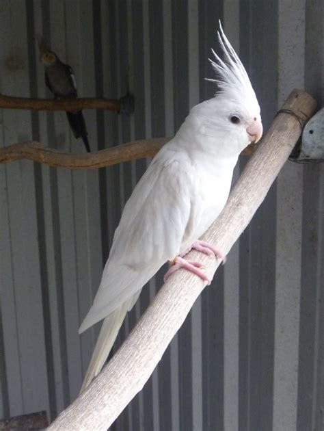 They can eat from your hand. HAND RAISED COCKATIELS FOR SALE - PRESTIDGE AVIARIES