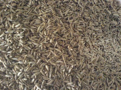 Lantas, apa saja manfaat yang bisa kamu dapatkan dari bahan aktif dalam biji jintan putih memiliki efek antiradang. PIN TUDUNG DAN PELBAGAI PRODUK LAIN: Rempah ratus