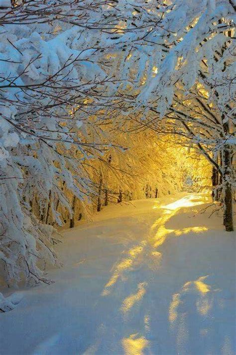 Winter Gold Winter Scenery Winter Landscape Nature Photography