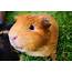 13 Facts About Guinea Pigs  Companion Animals Topics Campaigns
