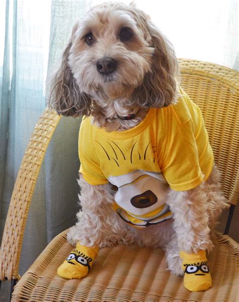 38 Ways To Dress Up Your Dog This Halloween