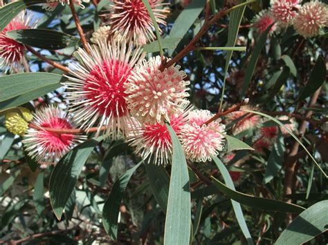 Hakea Laurina A Western Australian Plants With An Amazing Show Of