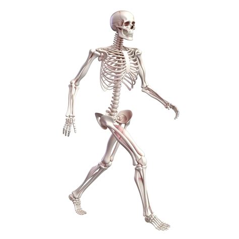 Clean And Realistic 3d Human Body Skeleton 3d 3d Rendering Anatomic