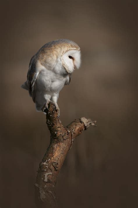 Barn Owl On The Lookout Photograph By Andy Astbury Pixels