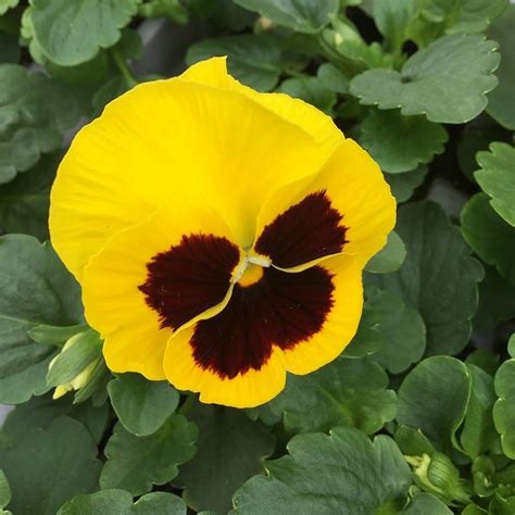 Pansy Gold Blotch 6 Pack Knights Garden Centres