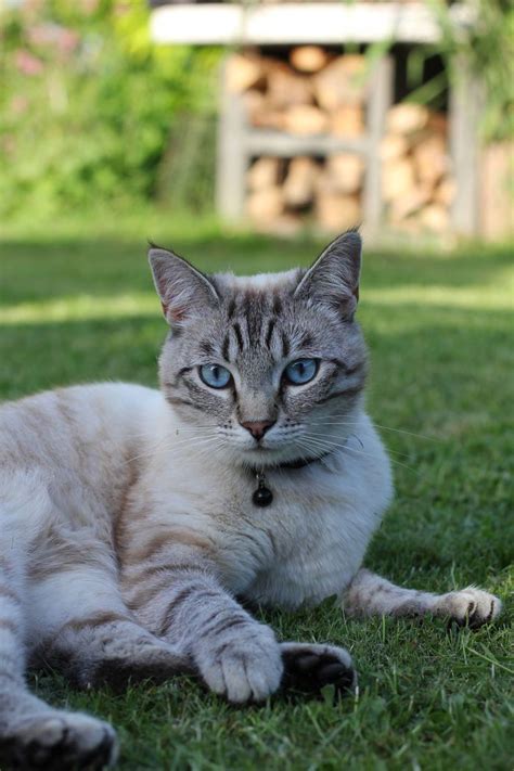 What Does A Blue Point Siamese Cat Look Like