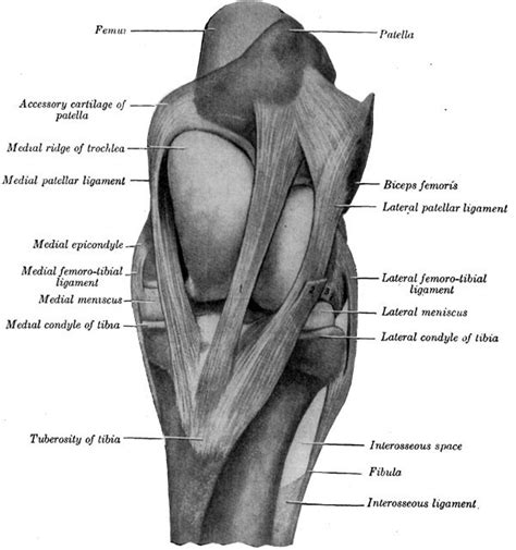 My Vet Life • The Horse Patella Can Loop Its Medial Ligament