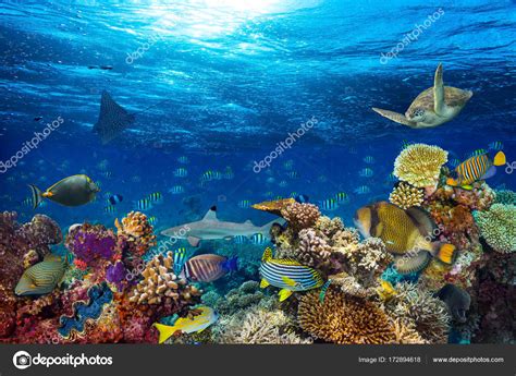 Underwater Coral Reef Landscape Background Deep Blue Ocean Colorful