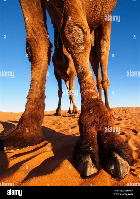 Dedo Del Pie De Camello Fotos E Imágenes De Stock Alamy