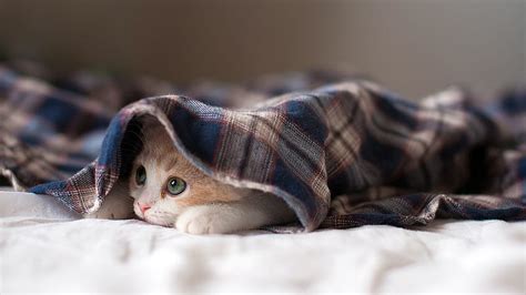 Hidden Kitten Kitty Blanket Cat Cute Hiding Pet Feline Kitten