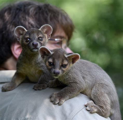 Fossa Babies At The Catoctin Zoo Pictures Baltimore Sun