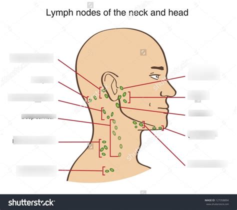 Nrs 400 Palpation Of The Neck And Lymph Nodes Diagram Quizlet