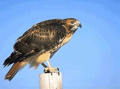 Hawk Birds Tailed Hawks Prey Bird Species