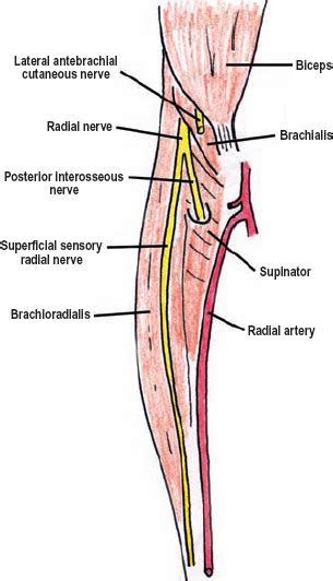 The Diagnostic Anatomy Of The Radial Nerve Neupsy Key