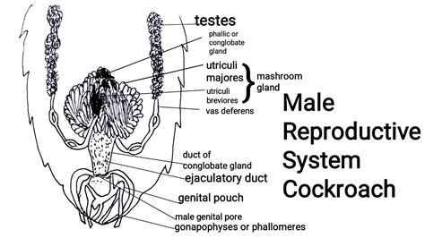 Male Reproductive System Of Cockroach Diagram