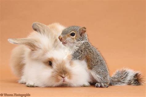 Squirrely Sunday Easter Bunny Love Narcoleptic Squirrel