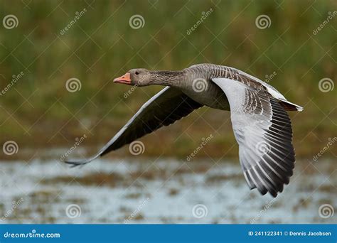 Greylag Goose Anser Anser Stock Image Image Of Habitat 241122341