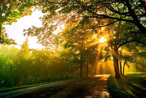 Картинка дорога через лес, яркие лучи солнца сквозь ...