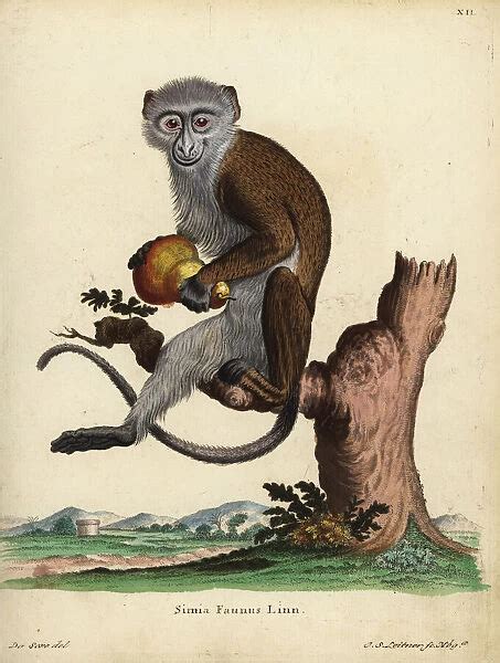 Diana Monkey Cercopithecidae Mammals Animals Gallery
