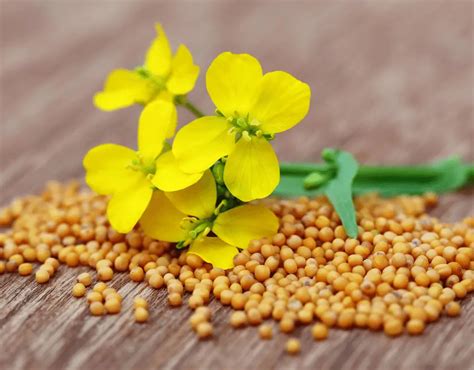 Why Is Mustard Seed So Popular In The United States