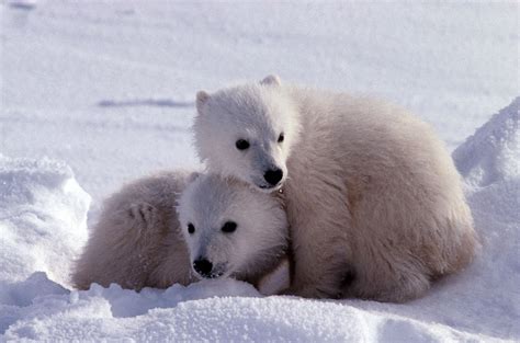 Cute Polar Bear Background Wallpaper 07772 Baltana