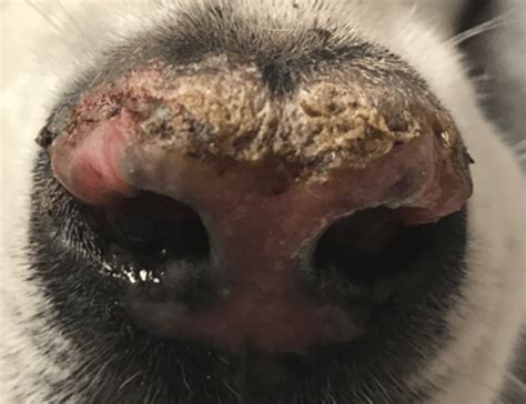 Dry Nose In Dogs Does Your Dog Nose Reflect Their Health