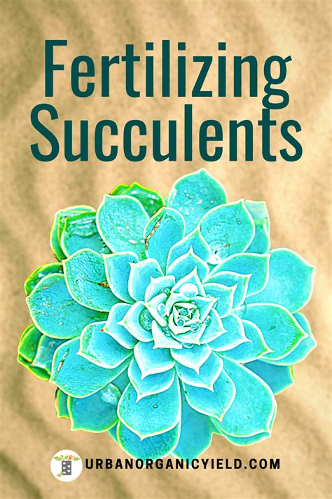 Do You Need To Fertilize Your Succulents Air Plant Garden Succulent
