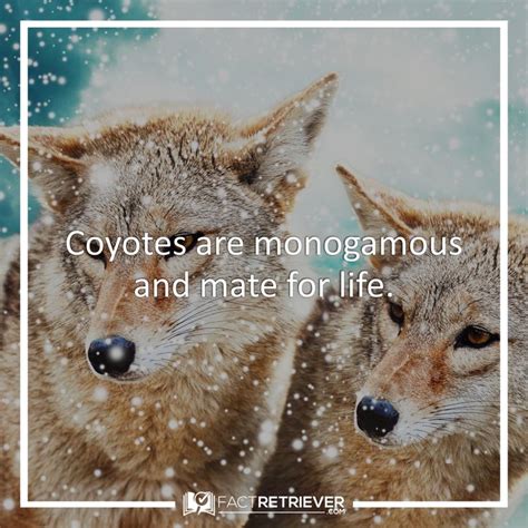 33 Interesting And Fun Coyote Facts Fact Retriever Coyote Facts