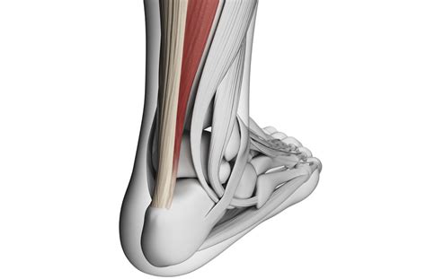 Parts leg nerves and muscles achilles tendon muscle front leg muscles diagram lower body muscle anatomy upper leg muscle pain lateral view of leg muscles anatomy medial leg muscle. Achilles Tendonitis - Penn Medicine