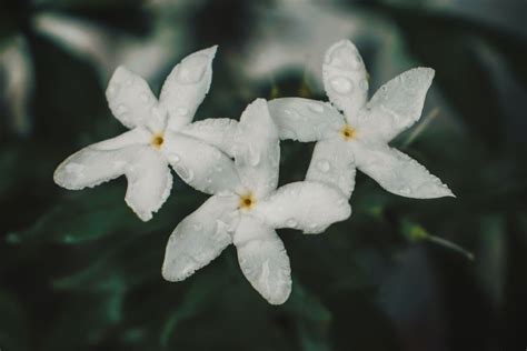 Cara Merawat Tanaman Bunga Melati Putih