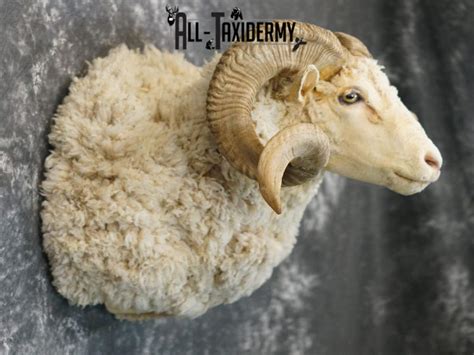 Merino Sheep Taxidermy Shoulder Mount For Sale Sku 2151 All Taxidermy