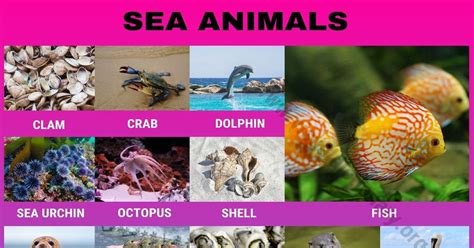 Sea Animals Interesting Set Of 35 Ocean Animals Names Visual Dictionary